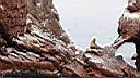 Iles ballestas